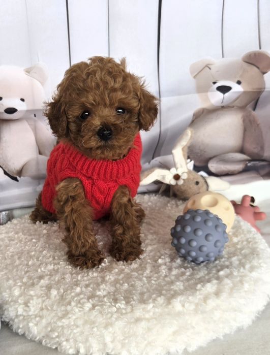 Пудел той /Poodle toy /с родословие