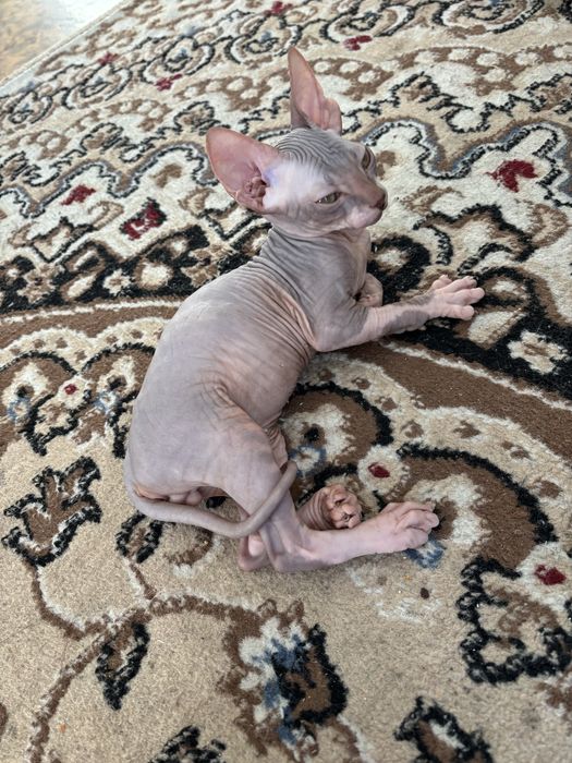 Продается сфинкс