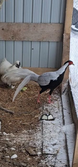 Păsări de vânzare