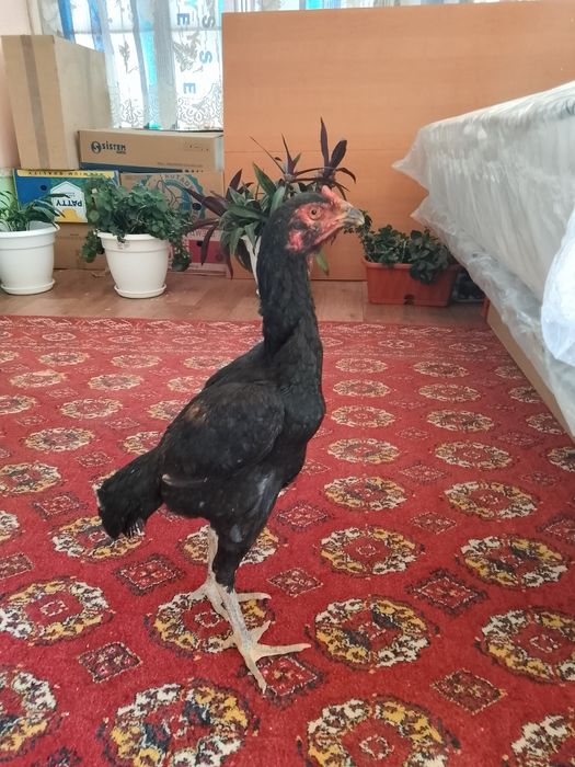 Зор мекен сатылады