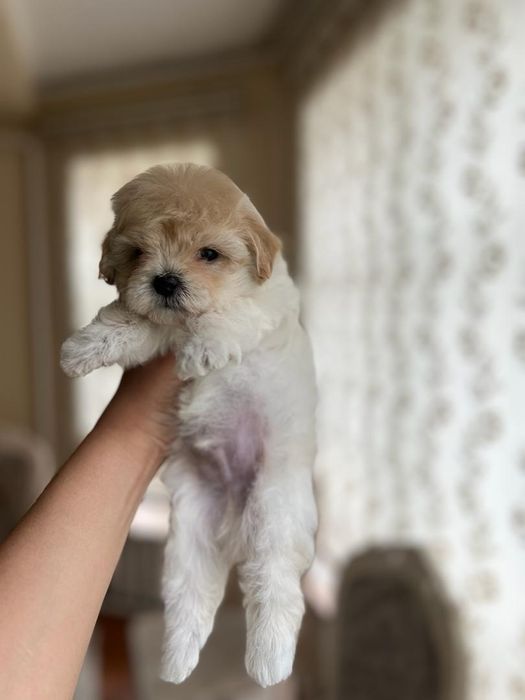 Малыши Мальтипу Ф1