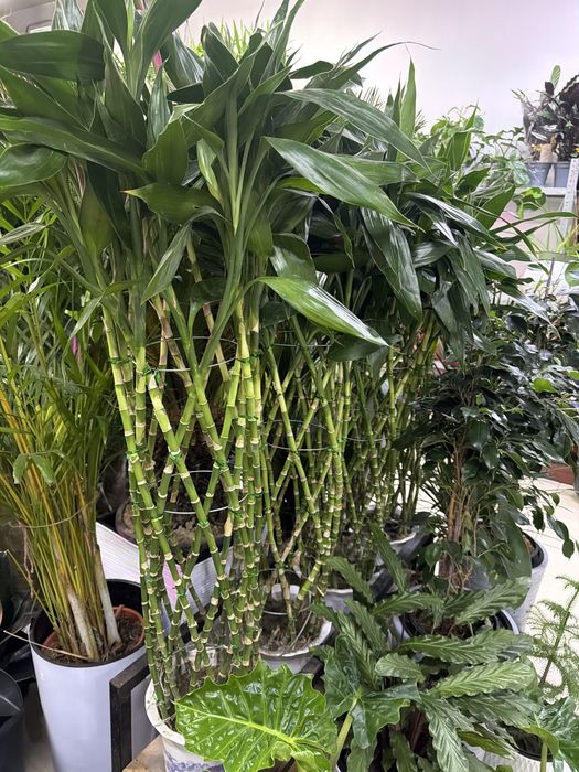 Бамбук в керамике