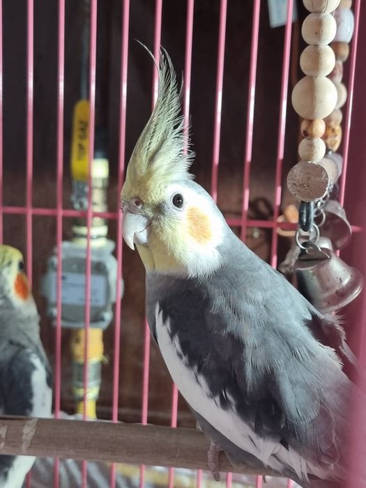 Продам попугая корелла