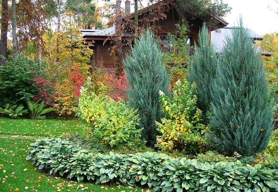 Продам сеянцы сорта СТРИКТА"