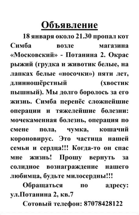 Пропал котик. Симба