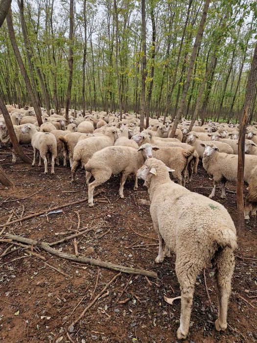 De vanzare 300 oi, 1000 lei/buc la alegere