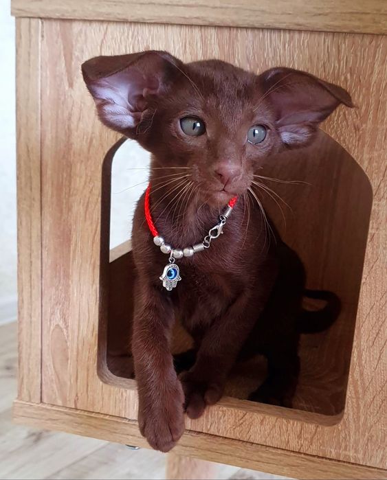 Клубные Ориентальные , доставка