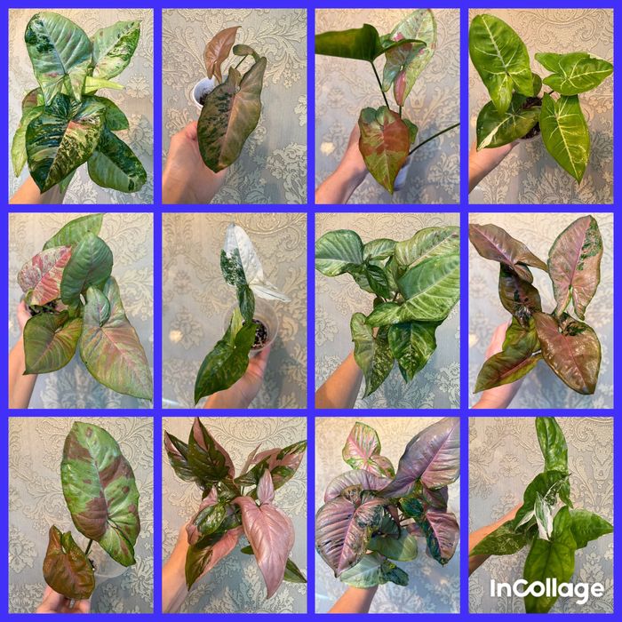 Комнатные растения