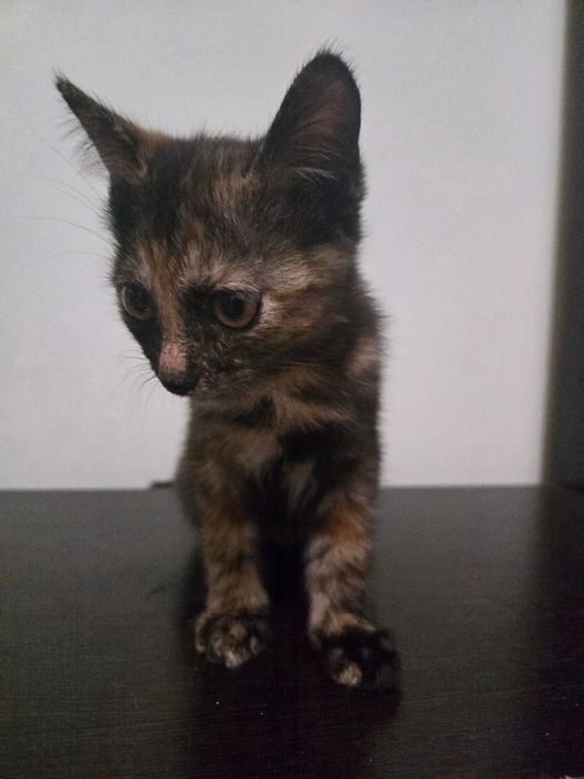 чудесные милые котята