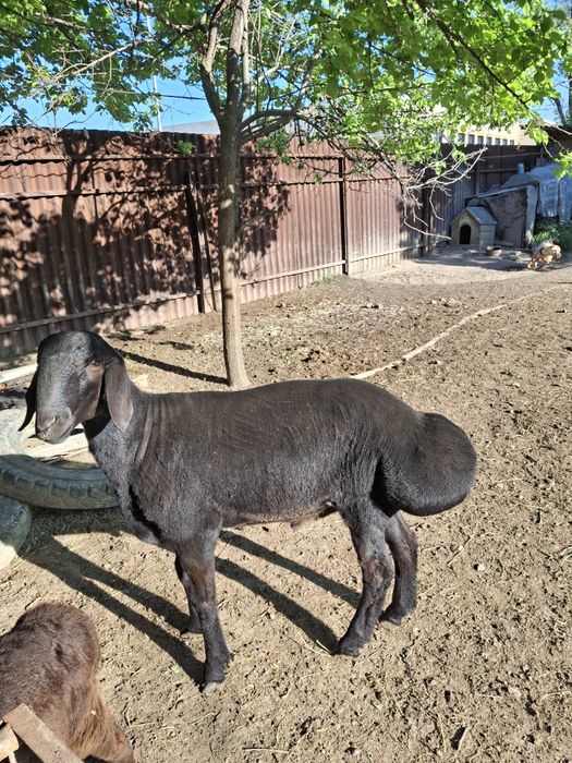 Қой гиссар, 8 айлық үлкен қошқар