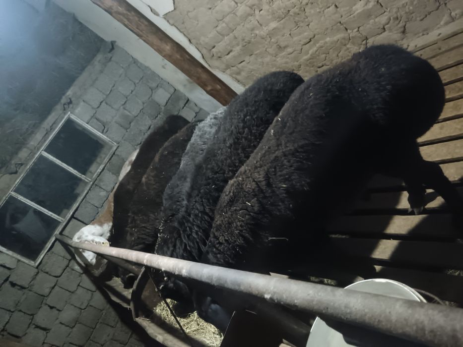 Қошқар семіз бордақы