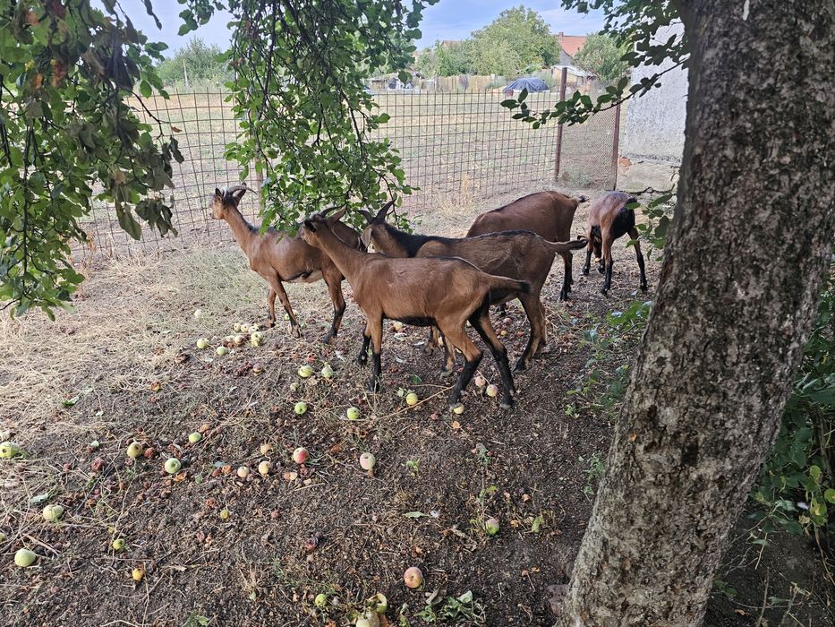 Cauta alta casa 4capre 2 tapi alpin francez