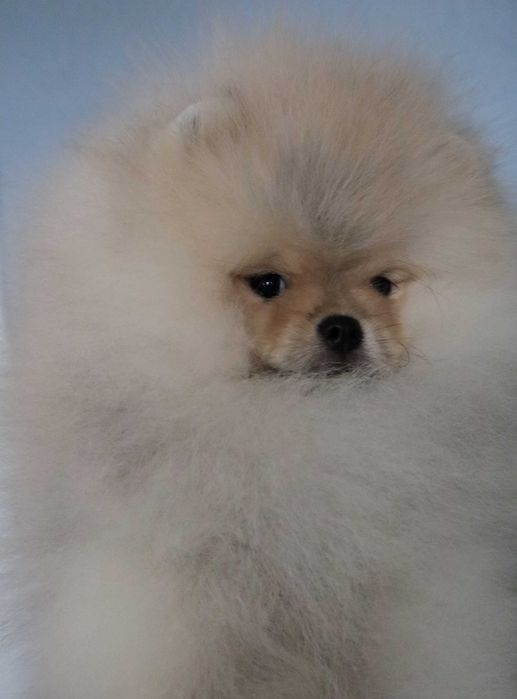 Страхотно момченце померан с родословие FCI