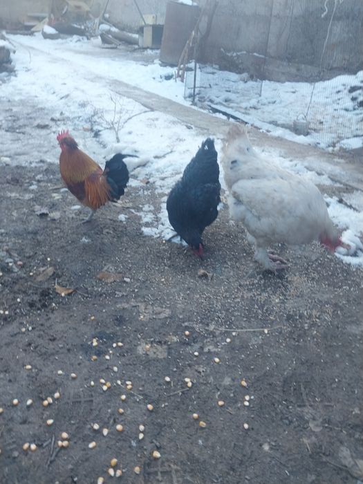 Срочно продам курицы