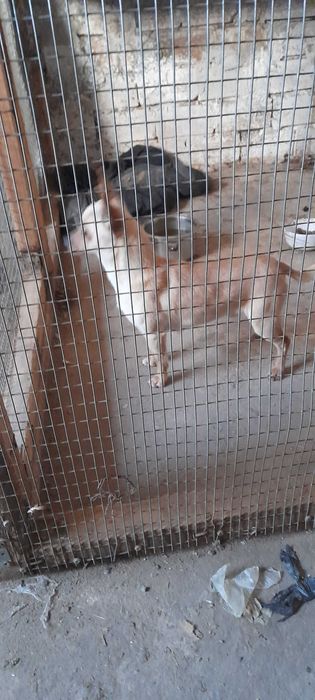 Кученца за продаване