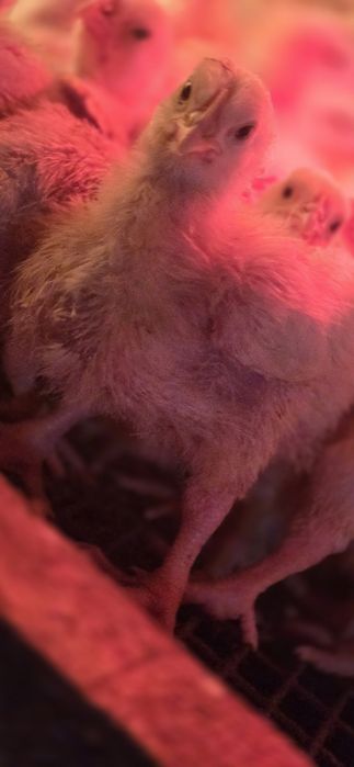 Доминат цыплята бройлер