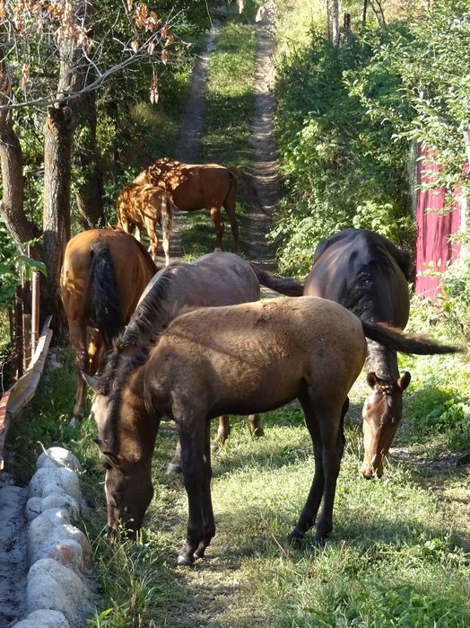Дачу в горах продам.