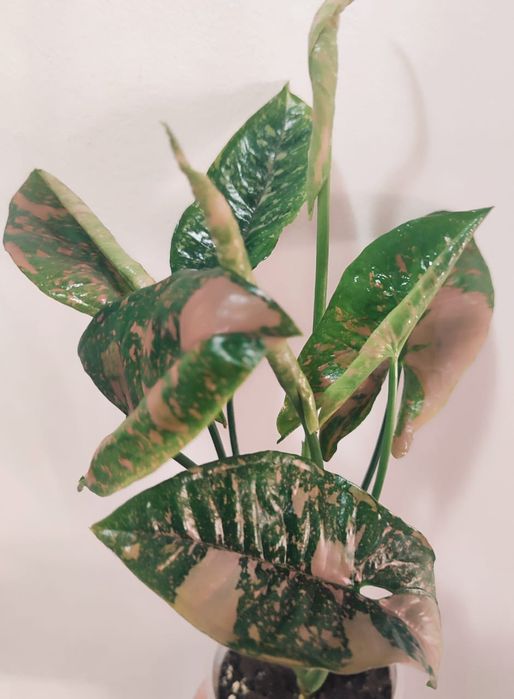 Сингониумы разных сортов