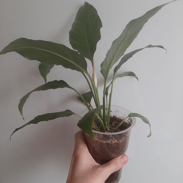 Спатифиллум Алана