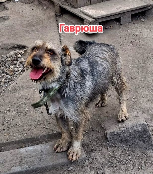 Дарю в добрые и ответственные руки