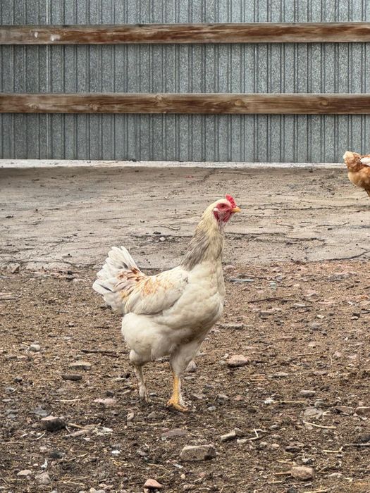 Срочно срочно продается петухи