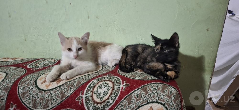 Котята в хорошие руки