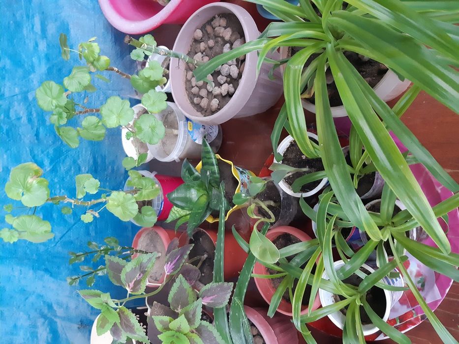 продам цветы