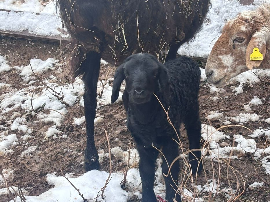 Қой сатылады.      .