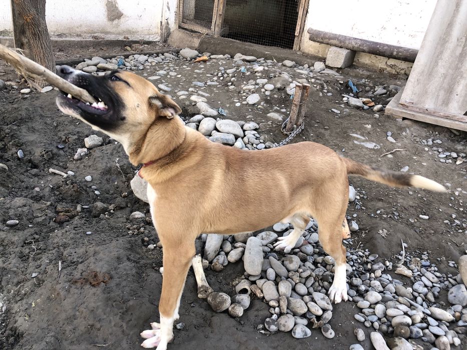 немецкий боксер собака