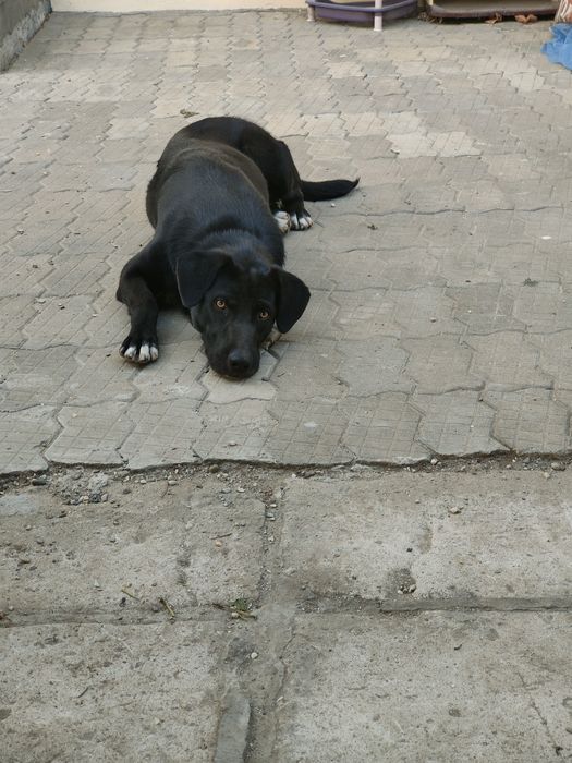 Donez catelusa jucausa