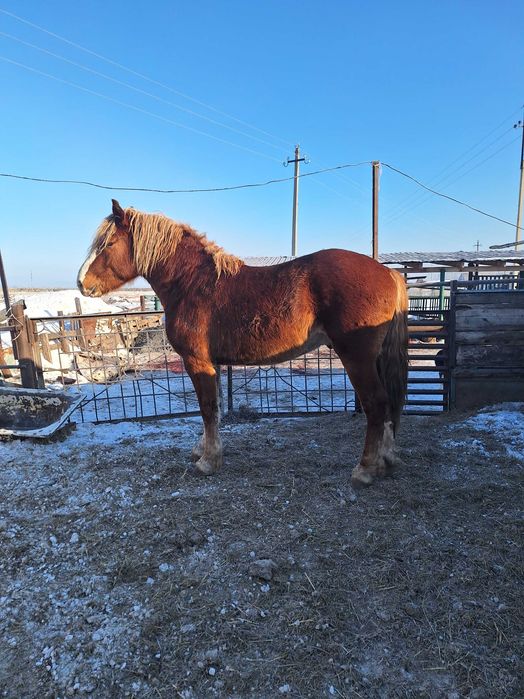 Продам жеребца .