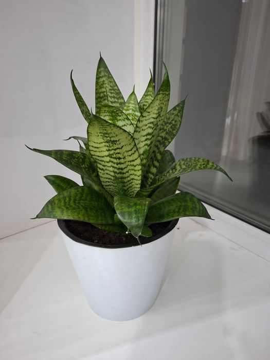 Цветы для дома или офиса