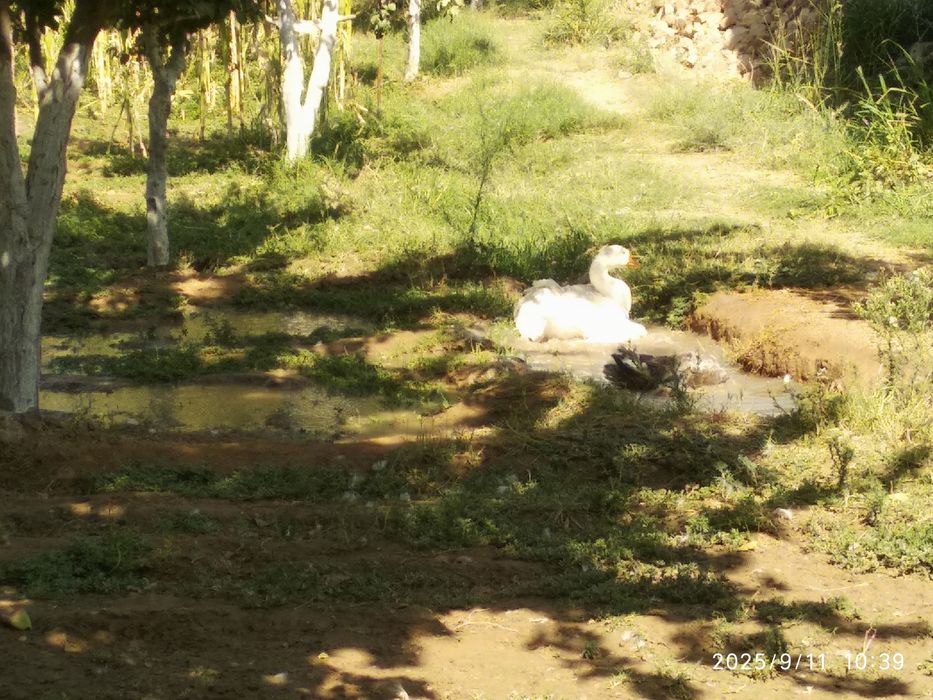 Gozlar sotiladi tezda