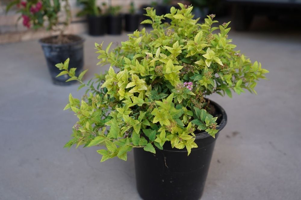 spirea golden princ спирея японский