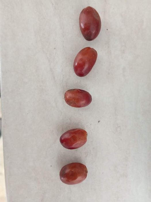 Семена за палма хамеробс, трахикарпус, вашингтония, финикова и Брахея