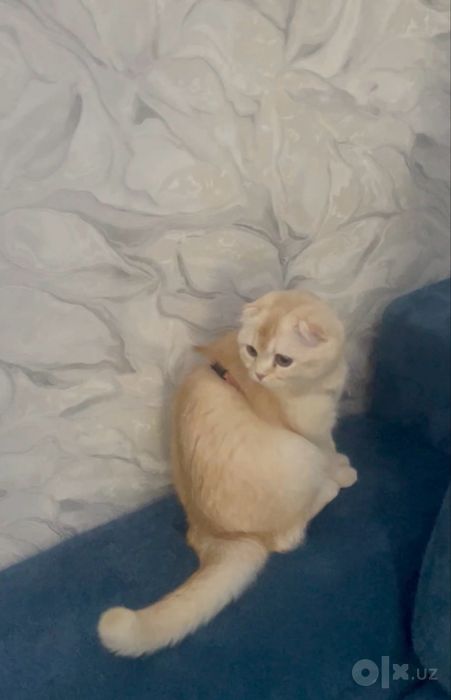 Scottish Fold Gold Qiz bola