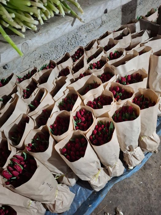 Тюльпаны на 8 марта