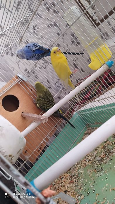 Попугай чех. Toti chex.