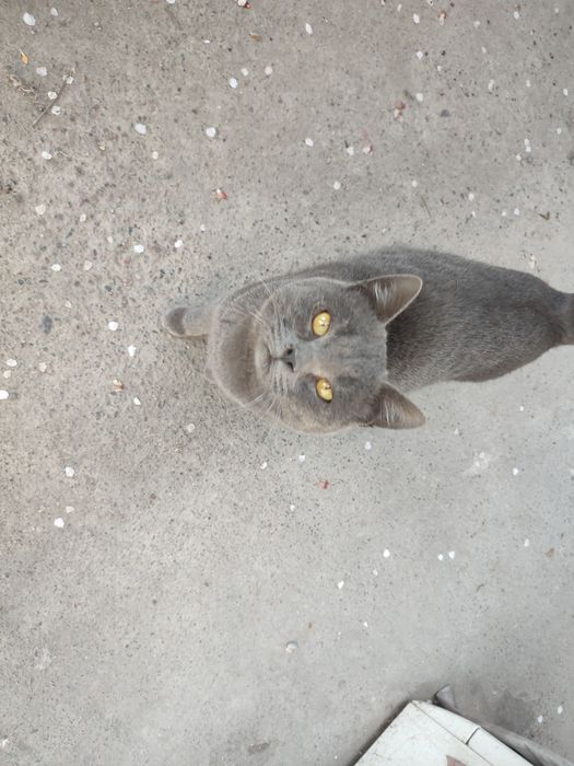 Отдам кота в хорошие руки