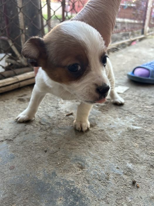 Donez catel talie mica