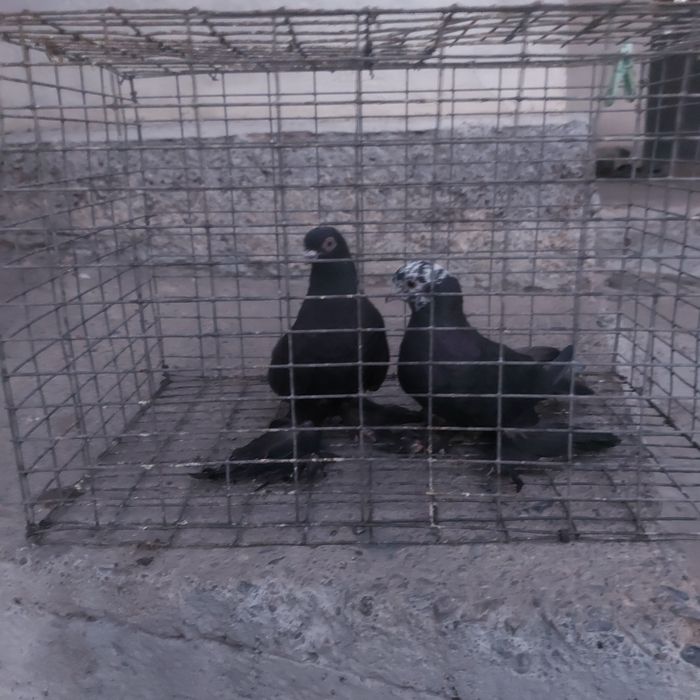 Жук и соч  лет игра гребля тяга