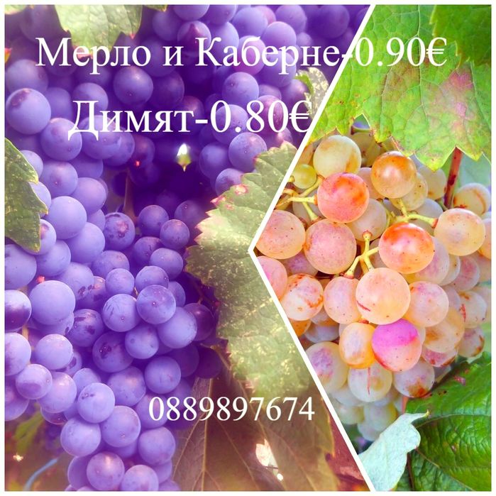 продавам грозде мерло каберне и димят