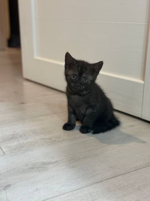 Продается котенок британка-шотландка