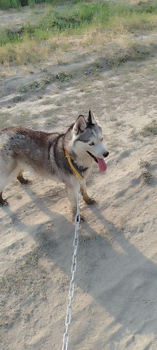 Xaski 7 oylik urğochi 100$ kelishtirib beramiz