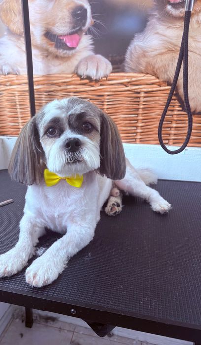 Servicii de frizerie canină