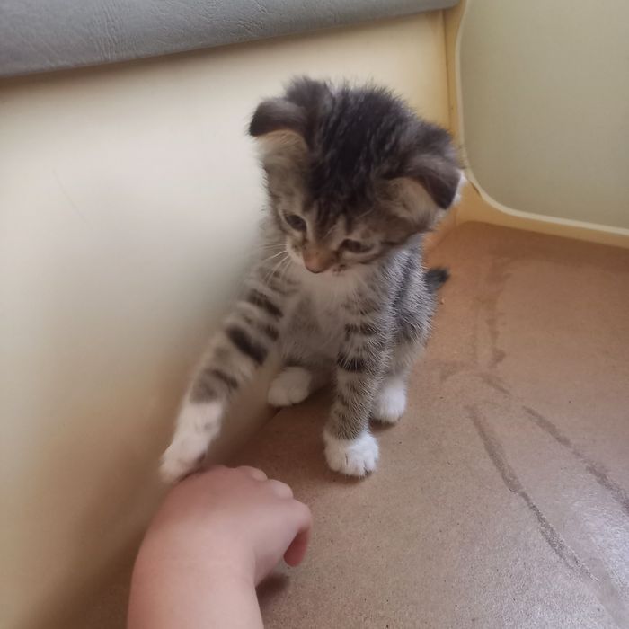Вислоухий котёнок 1,5 мес {дев}
