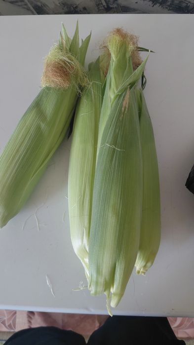 Кукуруз жүгері сатылады Маруктің