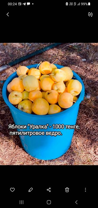 Продам  уралку и сливу