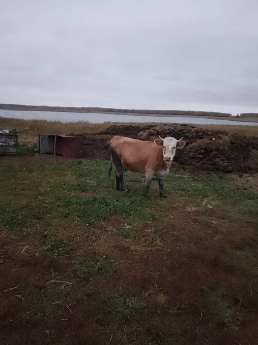 Продам корову молочную