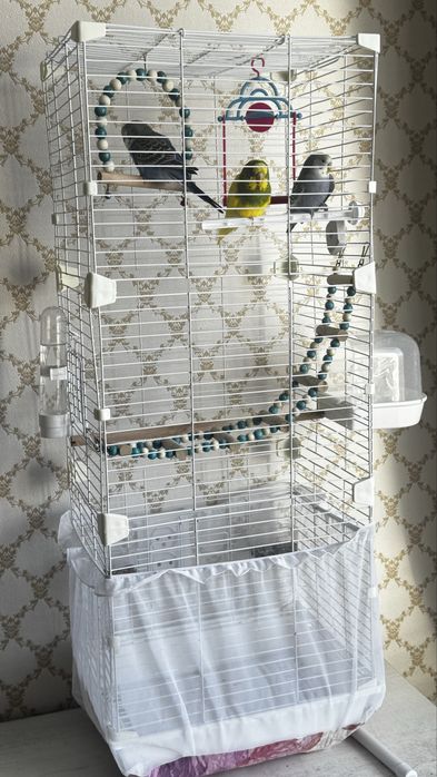 Волнистые папугай